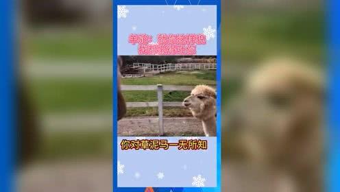 娱乐吃瓜群众歌曲视频下载,揭秘“吃瓜群众”歌曲视频下载热潮