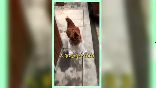 娱乐吃瓜群众歌曲视频下载,揭秘“吃瓜群众”歌曲视频下载热潮
