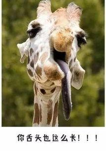 娱乐吃瓜君长颈鹿,娱乐吃瓜君的趣味解读