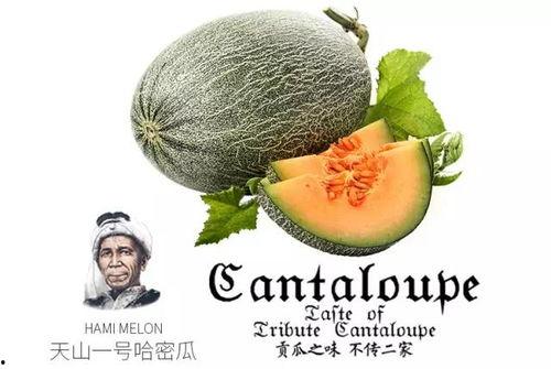 吃瓜的娱乐号是什么,吃瓜群众热议的娱乐号背后的故事