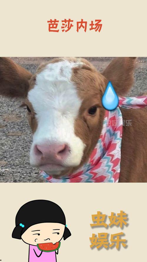 娱乐吃瓜酱咋了,揭秘娱乐圈幕后故事